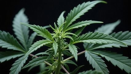 Vibrant green cannabis plant unfurls its detailed leaves against a dramatic dark background, showcasing natural growth and medicinal potential