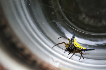 Vibrant yellow and black spiny orb weaver spider navigates clear surface, its unique spiky body striking contrast against dark background, contemplating its next move