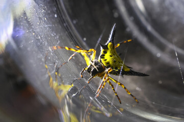 Vibrant yellow and black spiny orbweaver spider, an intricate arachnid, captures attention macro close up. Its delicate web visible, showcasing unique details of this amazing insect nature