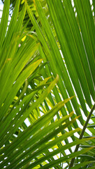 Vibrant green palm fronds create a tropical jungle canopy with dappled sunlight filtering through for a serene natural backdrop