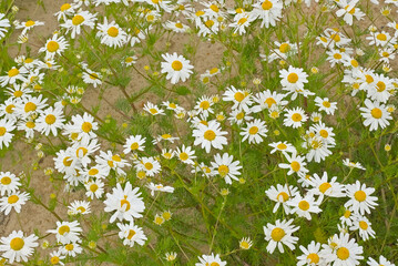 White and yellow daisies in a green meadow, overhead view - bellis perennis  © Kristof Lauwers
