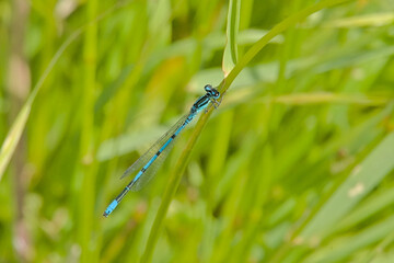  Common blue dragonfly sitting on a grass flower. selective focus with green bokeh background - Enallagma cyathigerum 