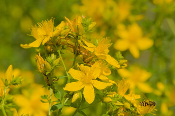 Bright yellow marsh marigold flowers in the swamp - Caltha palustris. 