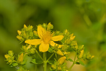Bright yellow marsh marigold flowers in the swamp - Caltha palustris. 