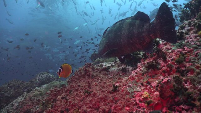 Malabar grouper starts moving along the reef, then the camera tilts up showing a whale shark (Rhincodon typus) with many remoras followed by a school of trevallies, seen almost in silhouette.