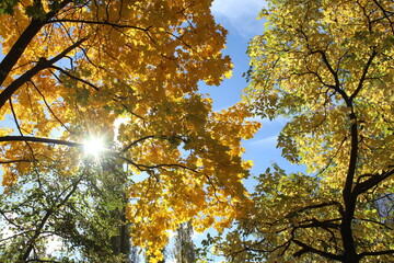 autumn trees in the park