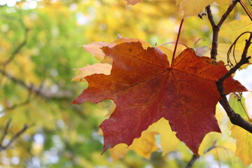autumn leaves background, maple colored leaves in autumn