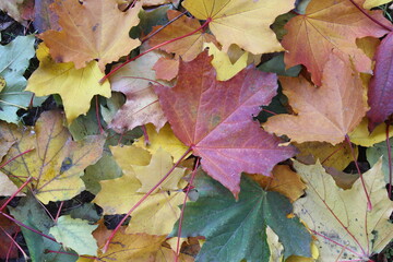 autumn leaves background, maple colored leaves in autumn