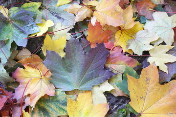 autumn leaves background, maple colored leaves in autumn