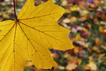 autumn leaves background, maple colored leaves in autumn