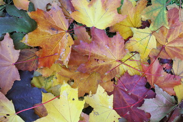 autumn leaves background, maple colored leaves in autumn