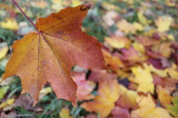 autumn leaves background, maple colored leaves in autumn