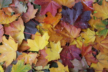 autumn leaves background, maple colored leaves in autumn