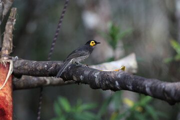 The common smoky honeyeater (Melipotes fumigatus) is a medium-sized bird found in central Papua New Guinea and Eastern Indonesia. It is one of four species in the Meliphagidae family.