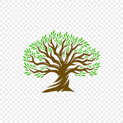 Olive tree illustration icon – nature and organic agriculture symbol for wellness and eco design