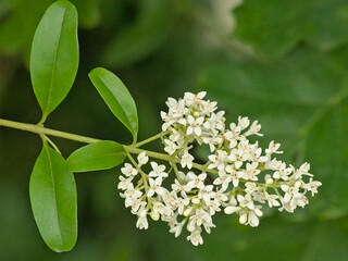 Raceme with sunny white blossoms and green leaves of a bird cherry plant - Prunus padus 