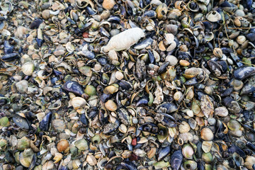 A pile of shells and other debris on the beach