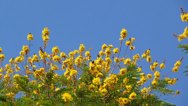 Blue sky background with Soga (Peltophorum pterocarpum) 