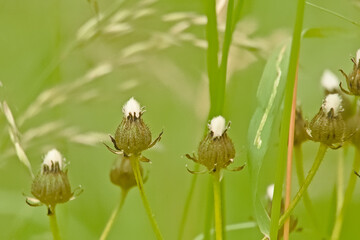 Closeup of bright red oak galls on a green leaf 