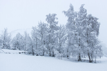 arbres enneigés, scène hivernale, arbres recouverts de neige, saison, montagne, froid, météo