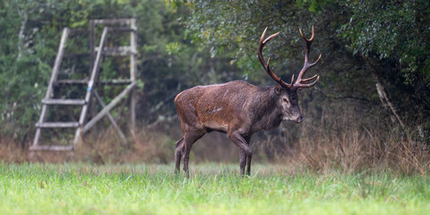 Red deer stag with a scar on the side walking near a small hunting post in a plain during the rut under light rain. Cervus elaphus, Sologne, Loiret 45, région Centre Val de Loire, France, Europe