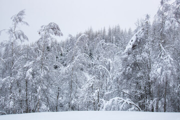 arbres enneigés, scène hivernale, arbres recouverts de neige, saison, montagne, froid, météo
