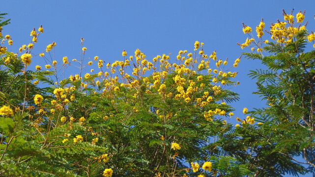 Soga (Peltophorum pterocarpum)&nbsp;plant with yellow flowers 