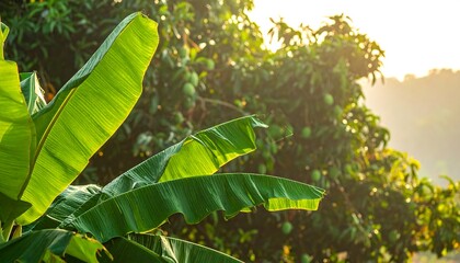 Lush banana leaves in sunlight, with a blurred tree filled with green fruit in the background, creating a serene, warm scene