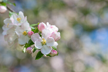 Obraz premium Closeup photography of a branch with beautiful white blossoms in springtime. Soft focus, shallow depth of field. Blurred background.