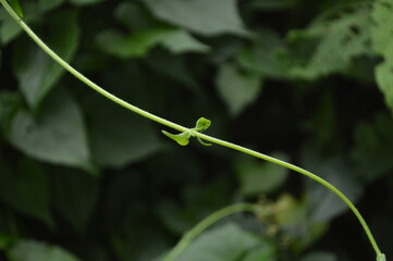 Close-up of green leaves with natural background in daylight