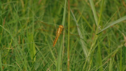 dragonfly on grass