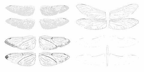 Collection of insect wings showing detailed venation patterns and wing structures in grayscale illustration © Partha