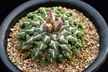 Gymnocalycium mihanovichii is a dark red cactus with a smooth ribbed body and pink flowers, popular as an ornamental plant. Photographed in Korea.