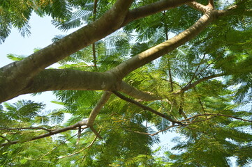 Lush green tree branch with sunlight filtering through various green leaves in a clear sky