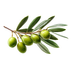 Fresh green olives hanging on a branch of an olive tree with detailed leaves
