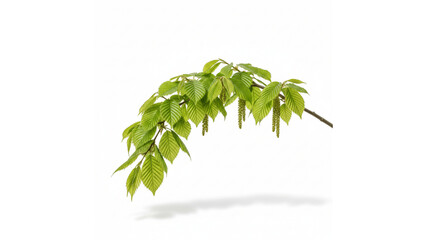 Fresh Green Branch with Vibrant Leaves and Shadows on Isolated transparent background, Healthy Young Tree Foliage