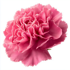 pink carnation flower on white background
