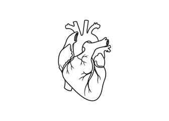 Vector art of anatomical heart line art for medical use