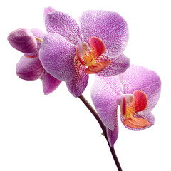 Fototapeta premium phalaenopsis orchid flower on transparent png background