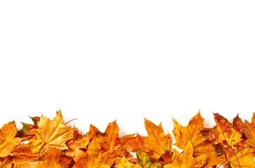 Dry leafs on white background