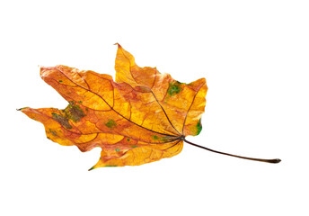 Autumn leaf