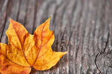 Autumn leaf close up