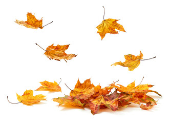 Autumn leafs falling