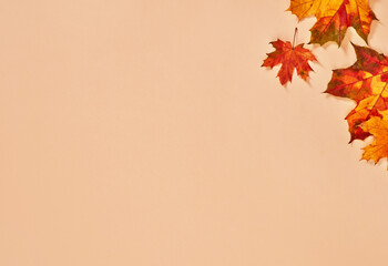 Autumn leafs background