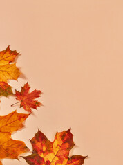 Autumn leafs close up