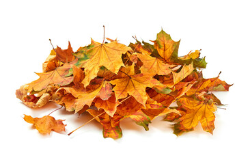 Beautiful autumn leafs pile