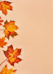 Beautiful dry autumn leafs