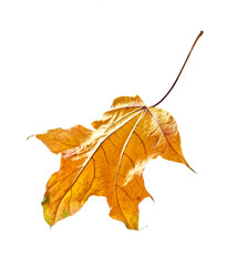 Beautiful yellow leaf