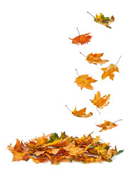 Falling autumn leafs