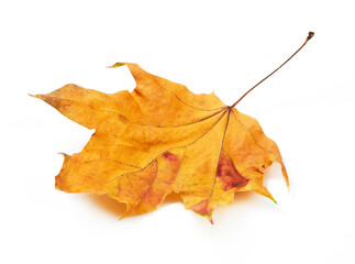 Yellow dry leaf on white background
